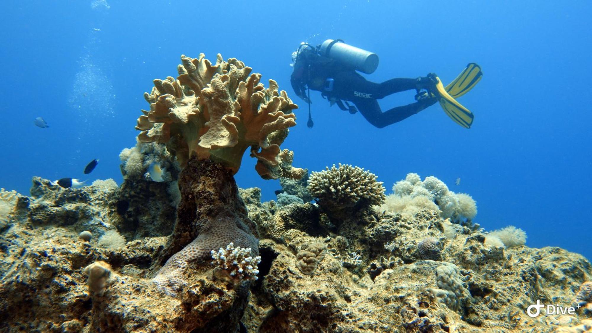 Aqaba Pro Divers المظهر الخارجي الصورة